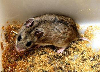 家里很多老鼠，找灭鼠公司靠谱吗？