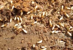 白蚁怎么出现的，怎么预防白蚁