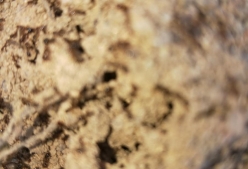 消灭白蚁有效的方法，广州逸尔控虫公司告诉您！