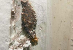 衣蛾幼虫对人体有害吗？怎么消灭幼虫